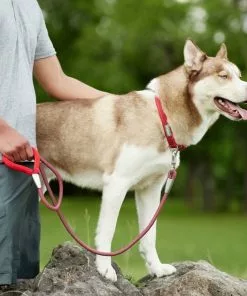 Frisco Outdoor Frisco Nylon Collar, Flamepoint Orange, Small-Neck: 10-14-in, Width: 5/8-in + Rope Leash With Padded Handle, Sunset Orange, 6-ft -The Frisco Store 319098 PT8. SY630 V1631154689