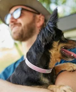 Frisco Outdoor Frisco Nylon Collar, Shadow Purple, Small-Neck: 10-14-in, Width: 5/8-in + Rope Leash With Padded Handle, Boysenberry Purple, 6-ft -The Frisco Store 319114 PT4. SY630 V1631156790