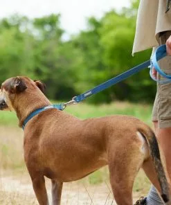 Frisco Outdoor Heathered Nylon Collar, River Blue, Large, Neck: 18 -26-in, Width: 1-in + Dog Leash, River Blue, Large - Length: 6-ft, Width: 1-in -The Frisco Store 319134 PT7. SY630 V1631155905