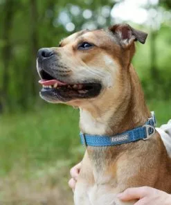 Frisco Outdoor Heathered Nylon Collar, River Blue, Medium - Neck: 14-20-in, Width: 3/4-in + Dog Leash, River Blue, Medium - Length: 6-ft, Width: 3/4-in -The Frisco Store 319136 PT4. SY630 V1631142090