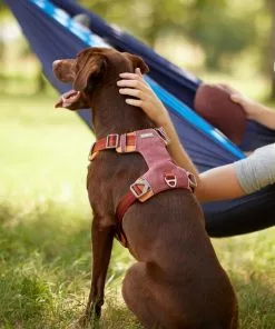 Frisco Outdoor Lightweight Ripstop Nylon Harness, Flamepoint Orange, Extra Large, Neck: 22 to 34-in, Girth: 32 to 44-in + Heathered Dog Leash, Flamepoint Orange, Large - Length: 6-ft, Width: 1-in -The Frisco Store 319148 PT4. SY630 V1631156493