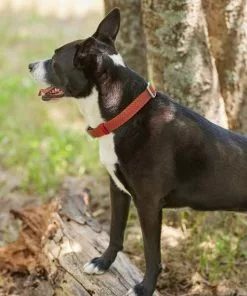 Frisco Outdoor Lightweight Ripstop Nylon Harness, Flamepoint Orange, Large, Neck: 18 to 28-in, Girth 24 to 34-in + Heathered Nylon Collar, Flamepoint Orange, Large, Neck: 18 -26-in, Width: 1-in -The Frisco Store 319154 PT8. SY630 V1631140888