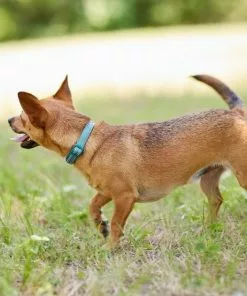 Frisco Outdoor Nylon Reflective Comfort Padded Collar, Bayou Teal, Extra Small, Neck: 8-12-in, Width: 5/8th-in + Dog Leash, Bayou Teal, Small - Length: 6-ft, Width: 5/8-in -The Frisco Store 319212 PT4. SY630 V1631151371