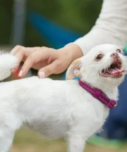 Frisco Outdoor Nylon Reflective Comfort Padded Collar, Boysenberry Purple, Extra Small, Neck: 8-12-in, Width: 5/8th -in + Dog Leash, Boysenberry Purple, Small - Length: 6-ft, Width: 5/8-in -The Frisco Store 319220 PT4. SY630 V1631152272