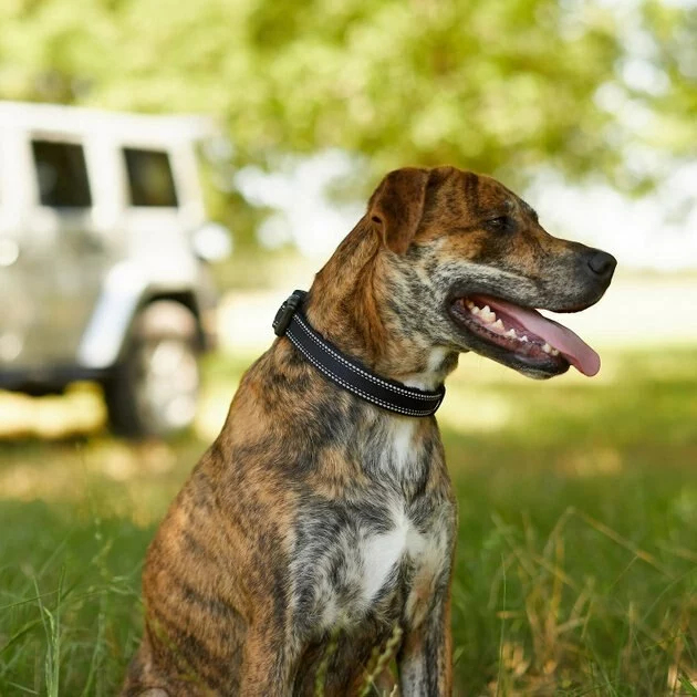 Frisco Outdoor Nylon Reflective Comfort Padded Collar, Midnight Black, MD - Neck: 14-20-in, Width: 3/4-in + Dog Leash, Midnight Black, MD - Length: 6-ft, Width: 3/4-in 7 Frisco Outdoor Nylon Reflective Comfort Padded Collar, Midnight Black, MD - Neck: 14-20-in, Width: 3/4-in + Dog Leash, Midnight Black, MD - Length: 6-ft, Width: 3/4-in - Image 5