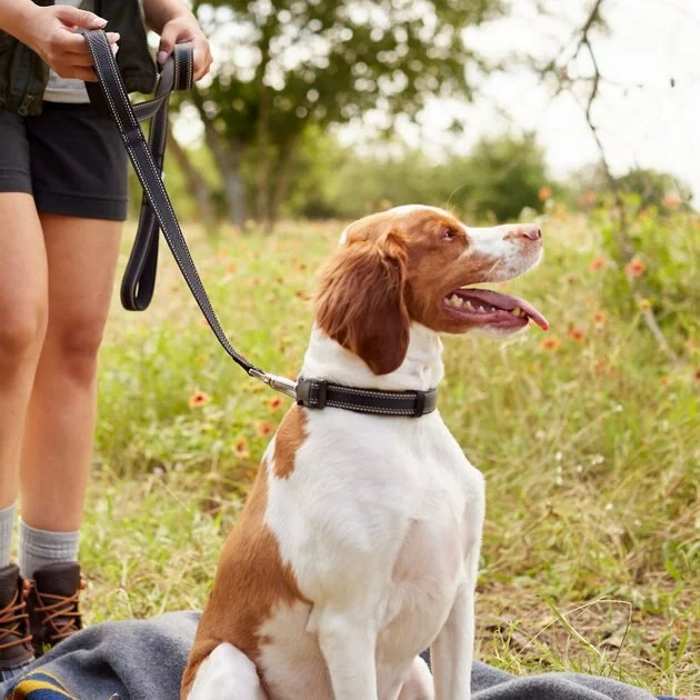 Frisco Outdoor Nylon Reflective Comfort Padded Collar, Midnight Black, MD - Neck: 14-20-in, Width: 3/4-in + Dog Leash, Midnight Black, MD - Length: 6-ft, Width: 3/4-in 11 Frisco Outdoor Nylon Reflective Comfort Padded Collar, Midnight Black, MD - Neck: 14-20-in, Width: 3/4-in + Dog Leash, Midnight Black, MD - Length: 6-ft, Width: 3/4-in - Image 9