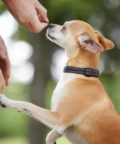 Frisco Outdoor Nylon Reflective Comfort Padded Collar, Midnight Black, SM - Neck: 10-14-in, Width: 5/8-in + Dog Leash, Midnight Black, SM - Length: 6-ft, Width: 5/8-in 15 Frisco Outdoor Nylon Reflective Comfort Padded Collar, Midnight Black, SM - Neck: 10-14-in, Width: 5/8-in + Dog Leash, Midnight Black, SM - Length: 6-ft, Width: 5/8-in -The Frisco Store 319232 PT4. SY630 V1631157997