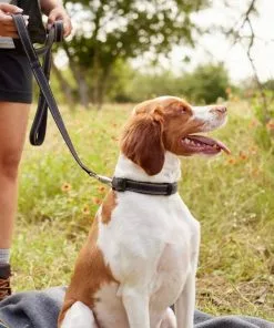 Frisco Outdoor Nylon Reflective Comfort Padded Collar, Midnight Black, SM - Neck: 10-14-in, Width: 5/8-in + Dog Leash, Midnight Black, SM - Length: 6-ft, Width: 5/8-in 19 Frisco Outdoor Nylon Reflective Comfort Padded Collar, Midnight Black, SM - Neck: 10-14-in, Width: 5/8-in + Dog Leash, Midnight Black, SM - Length: 6-ft, Width: 5/8-in -The Frisco Store 319232 PT8. SY630 V1631144806