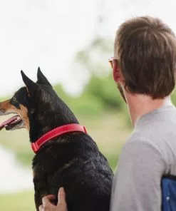 Frisco Outdoor Nylon Reflective Comfort Padded Collar, Sunset Orange, Large, Neck: 18 -26-in, Width: 1-in + Dog Leash, Sunset Orange, Large - Length: 6-ft, Width: 1-in -The Frisco Store 319238 PT4. SY630 V1631145710