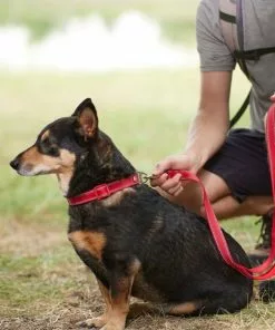 Frisco Outdoor Premium Ripstop Nylon Harness with Pocket, Sunset Orange, Extra Large, Neck: 22 to 34-in, Girth: 32 to 44-in + Reflective Comfort Padded Dog Leash, Sunset Orange, Large - Length: 6-ft, Width: 1-in -The Frisco Store 319310 PT8. SY630 V1631157702