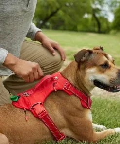 Frisco Outdoor Premium Ripstop Nylon Harness with Pocket, Sunset Orange, Extra Large, Neck: 22 to 34-in, Girth: 32 to 44-in + Waterproof Stinkproof PVC Rope Leash, Sunset Orange, 6 Ft. 15 Frisco Outdoor Premium Ripstop Nylon Harness with Pocket, Sunset Orange, Extra Large, Neck: 22 to 34-in, Girth: 32 to 44-in + Waterproof Stinkproof PVC Rope Leash, Sunset Orange, 6 Ft. -The Frisco Store 319312 PT4. SY630 V1630627891