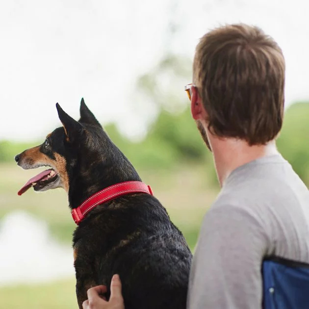 Frisco Outdoor Premium Ripstop Nylon Harness with Pocket, Sunset Orange, Large, Neck: 18 to 28-in, Girth 24 to 34-in + Reflective Comfort Padded Dog Collar, Sunset Orange, Large, Neck: 18 -26-in, Width: 1-in 11 Frisco Outdoor Premium Ripstop Nylon Harness with Pocket, Sunset Orange, Large, Neck: 18 to 28-in, Girth 24 to 34-in + Reflective Comfort Padded Dog Collar, Sunset Orange, Large, Neck: 18 -26-in, Width: 1-in - Image 9