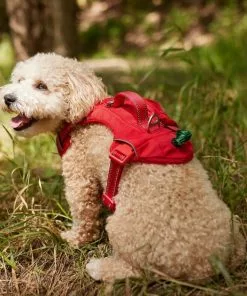 Frisco Outdoor Premium Ripstop Nylon Harness with Pocket, Sunset Orange, Medium, Neck: 15 to 23-in, Girth, 20 to 28-in + Waterproof Stinkproof PVC Rope Leash, Sunset Orange, 6 Ft. -The Frisco Store 319324 PT4. SY630 V1630623686