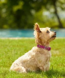 Frisco Outdoor Solid Textured Waterproof Stink Proof PVC Collar, Boysenberry Purple, Small - Neck: 10½14-in, Width: 5/8-in + Dog Leash, Boysenberry Purple, Small - Length: 6-ft, Width: 5/8-in -The Frisco Store 319338 PT4. SY630 V1631157372