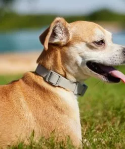 Frisco Outdoor Solid Textured Waterproof Stink Proof PVC Collar, Storm Gray, Extra Small - Neck: 8-12-in, Width: 5/8th-in + Dog Leash, Storm Gray, Small - Length: 6-ft, Width: 5/8-in -The Frisco Store 319348 PT4. SY630 V1631154389