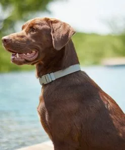 Frisco Outdoor Solid Textured Waterproof Stink Proof PVC Collar, Storm Gray, Medium - Neck: 14½20-in, Width: 3/4-in + Dog Leash, Storm Gray, Medium - Length: 6-ft, Width: 3/4-in 14 Frisco Outdoor Solid Textured Waterproof Stink Proof PVC Collar, Storm Gray, Medium - Neck: 14½20-in, Width: 3/4-in + Dog Leash, Storm Gray, Medium - Length: 6-ft, Width: 3/4-in -The Frisco Store 319352 PT4. SY630 V1631160411