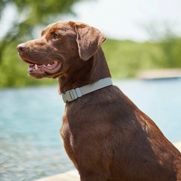 Frisco Outdoor Solid Textured Waterproof Stink Proof PVC Collar, Storm Gray, Medium - Neck: 14½20-in, Width: 3/4-in + Dog Leash, Storm Gray, Medium - Length: 6-ft, Width: 3/4-in 7 Frisco Outdoor Solid Textured Waterproof Stink Proof PVC Collar, Storm Gray, Medium - Neck: 14½20-in, Width: 3/4-in + Dog Leash, Storm Gray, Medium - Length: 6-ft, Width: 3/4-in - Image 5