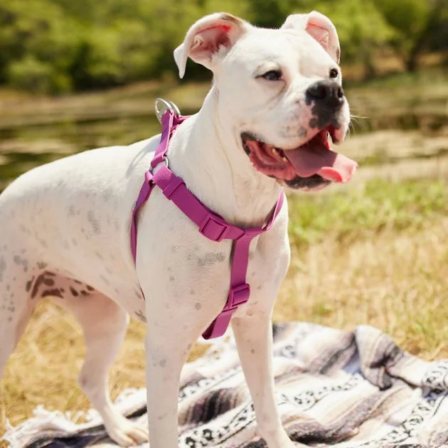 Frisco Outdoor Solid Textured Waterproof Stink Proof PVC Harness, Boysenberry Purple, Large, Neck: 19 to 27-in, Girth: 23 to 36-in + Dog Leash, Boysenberry Purple, Large - Length: 6-ft, Width: 1-in 7 Frisco Outdoor Solid Textured Waterproof Stink Proof PVC Harness, Boysenberry Purple, Large, Neck: 19 to 27-in, Girth: 23 to 36-in + Dog Leash, Boysenberry Purple, Large - Length: 6-ft, Width: 1-in - Image 5
