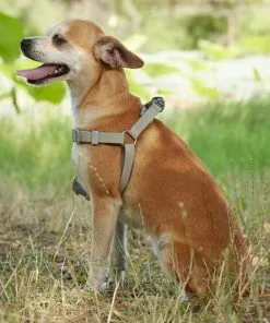 Frisco Outdoor Solid Textured Waterproof Stink Proof PVC Harness, Storm Gray, Medium, Neck: 16 to 22-in, Girth: 19 to 29-in + Dog Leash, Storm Gray, Medium - Length: 6-ft, Width: 3/4-in -The Frisco Store 319366 PT5. SY630 V1631157670