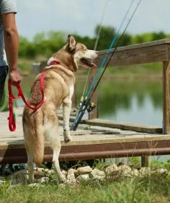 Frisco Outdoor Solid Textured Waterproof Stink Proof PVC Harness, Sunset Orage, Large, Neck: 19 to 27-in, Girth: 23 to 36-in + Dog Leash, Sunset Orange, LG - Length: 6-ft, Width: 1-in -The Frisco Store 319372 PT8. SY630 V1631155599