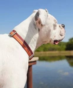 Frisco Outdoor Two Tone Waterproof Stinkproof PVC Harness, Flamepoint Orange, Medium, Neck: 16 to 22-in, Girth: 19 to 29-in + Dog Collar, Flamepoint Orange, Medium - Neck: 14½-20-in, Width: 3/4-in -The Frisco Store 319382 PT8. SY630 V1631139996