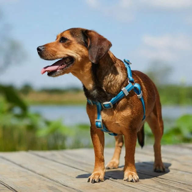 Frisco Outdoor Two Tone Waterproof Stinkproof PVC Harness, River Blue, Small, Neck: 14 to 19-in, Girth: 16 to 23-in + Dog Collar, River Blue, Small - Neck: 10½-14-in, Width: 5/8-in 7 Frisco Outdoor Two Tone Waterproof Stinkproof PVC Harness, River Blue, Small, Neck: 14 to 19-in, Girth: 16 to 23-in + Dog Collar, River Blue, Small - Neck: 10½-14-in, Width: 5/8-in - Image 5