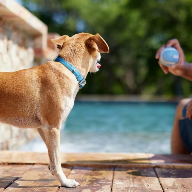 Frisco Outdoor Two Tone Waterproof Stinkproof PVC Harness, River Blue, Small, Neck: 14 to 19-in, Girth: 16 to 23-in + Dog Collar, River Blue, Small - Neck: 10½-14-in, Width: 5/8-in 11 Frisco Outdoor Two Tone Waterproof Stinkproof PVC Harness, River Blue, Small, Neck: 14 to 19-in, Girth: 16 to 23-in + Dog Collar, River Blue, Small - Neck: 10½-14-in, Width: 5/8-in - Image 9