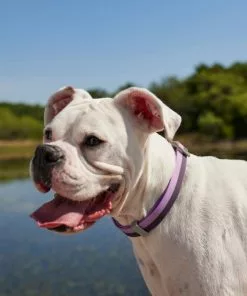 Frisco Outdoor Two Toned Waterproof Stink Proof PVC Collar, Boysenberry Purple, Large, Neck: 18 ½ 26-in, Width: 1-in + Dog Leash, Boysenberry Purple, Large - Length: 6-ft, Width: 1-in 14 Frisco Outdoor Two Toned Waterproof Stink Proof PVC Collar, Boysenberry Purple, Large, Neck: 18 ½ 26-in, Width: 1-in + Dog Leash, Boysenberry Purple, Large - Length: 6-ft, Width: 1-in -The Frisco Store 319412 PT4. SY630 V1631158329