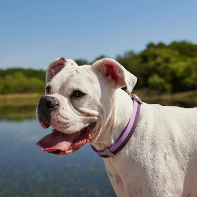 Frisco Outdoor Two Toned Waterproof Stink Proof PVC Collar, Boysenberry Purple, Large, Neck: 18 ½ 26-in, Width: 1-in + Dog Leash, Boysenberry Purple, Large - Length: 6-ft, Width: 1-in 7 Frisco Outdoor Two Toned Waterproof Stink Proof PVC Collar, Boysenberry Purple, Large, Neck: 18 ½ 26-in, Width: 1-in + Dog Leash, Boysenberry Purple, Large - Length: 6-ft, Width: 1-in - Image 5