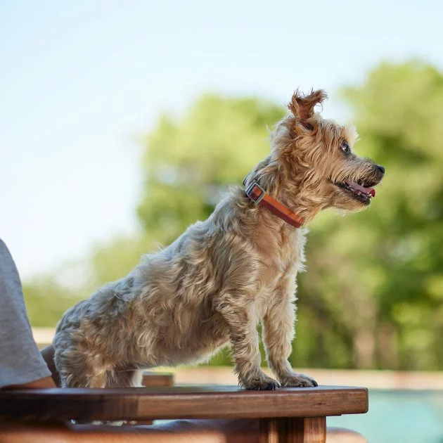 Frisco Outdoor Two Toned Waterproof Stink Proof PVC Collar, Flamepoint Orange, Extra Small, Neck: 8-12-in, Width: 5/8th -in + Dog Leash, Sunset Orange, Small - Length: 6-ft, Width: 5/8-in 7 Frisco Outdoor Two Toned Waterproof Stink Proof PVC Collar, Flamepoint Orange, Extra Small, Neck: 8-12-in, Width: 5/8th -in + Dog Leash, Sunset Orange, Small - Length: 6-ft, Width: 5/8-in - Image 5