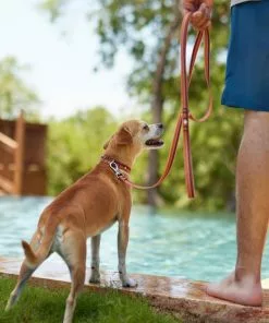Frisco Outdoor Two Toned Waterproof Stink Proof PVC Collar, Flamepoint Orange, Large, Neck: 18 ½ 26-in, Width: 1-in + Dog Leash, Sunset Orange, Large - Length: 6-ft, Width: 1-in 17 Frisco Outdoor Two Toned Waterproof Stink Proof PVC Collar, Flamepoint Orange, Large, Neck: 18 ½ 26-in, Width: 1-in + Dog Leash, Sunset Orange, Large - Length: 6-ft, Width: 1-in -The Frisco Store 319420 PT7. SY630 V1631156172