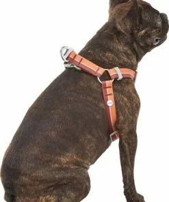 Frisco Outdoor Two Toned Waterproof Stink Proof PVC Leash, Sunset Orange, Large - Length: 6-ft, Width: 1-in + Dog Harness, Flamepoint Orange, Large, Neck: 19 to 27-in, Girth: 23 to 36-in -The Frisco Store 319446 PT6. SY630 V1631158304