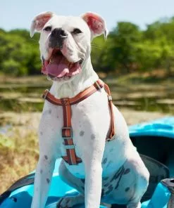 Frisco Outdoor Two Toned Waterproof Stink Proof PVC Leash, Sunset Orange, Large - Length: 6-ft, Width: 1-in + Dog Harness, Flamepoint Orange, Large, Neck: 19 to 27-in, Girth: 23 to 36-in -The Frisco Store 319446 PT8. SY630 V1631144472