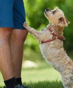 Frisco Outdoor Two Toned Waterproof Stink Proof PVC Leash, Sunset Orange, Medium - Length: 6-ft, Width: 3/4-in + Dog Harness, Flamepoint Orange, Medium, Neck: 16 to 22-in, Girth: 19 to 29-in -The Frisco Store 319448 PT8. SY630 V1631145975
