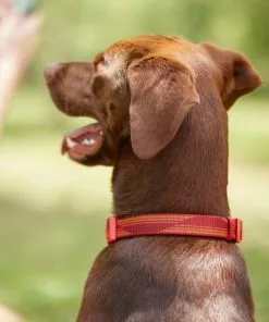 Frisco Outdoor Woven Jacquard Nylon Dog Collar, Flamepoint Orange, Large, Neck: 18 -26-in, Width: 1-in + Ultra Reflective Rope Leash With Padded Handle, Sunset Orange, 6 - ft -The Frisco Store 319462 PT4. SY630 V1631142997