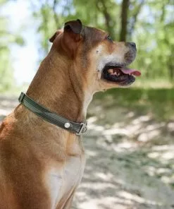 Frisco Outdoor Woven Jacquard Nylon Dog Collar, Forest Green, Medium - Neck: 14-20-in, Width: 3/4-in + Ultra Reflective Rope Leash With Padded Handle, Stone Gray, 6 - ft -The Frisco Store 319472 PT4. SY630 V1631160082