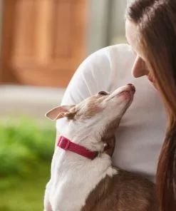 Frisco Jacquard Webbing Dog Collar -The Frisco Store 324415 PT8. SY630 V1642195213