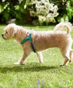 Frisco Green Ombre Style Dog Harness 11 Frisco Green Ombre Style Dog Harness -The Frisco Store 324531 PT4. SY630 V1642519509