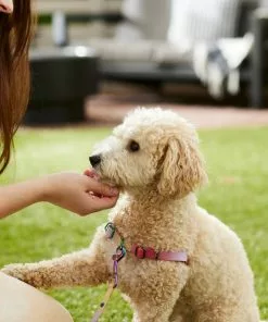 Frisco Pink Ombre Style Dog Harness -The Frisco Store 324536 PT4. SY630 V1642519596