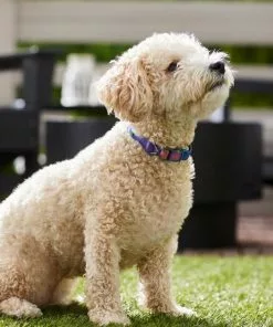 Frisco Purple Ombre Style Dog Collar -The Frisco Store 324541 PT3. SY630 V1642519333