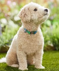Frisco Green Ombre Style Dog Collar -The Frisco Store 324546 PT3. SY630 V1642519468