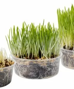 Frisco Natural Cat Grass Growing Kit 10 Frisco Natural Cat Grass Growing Kit -The Frisco Store 325885 PT4. SY630 V1640626938