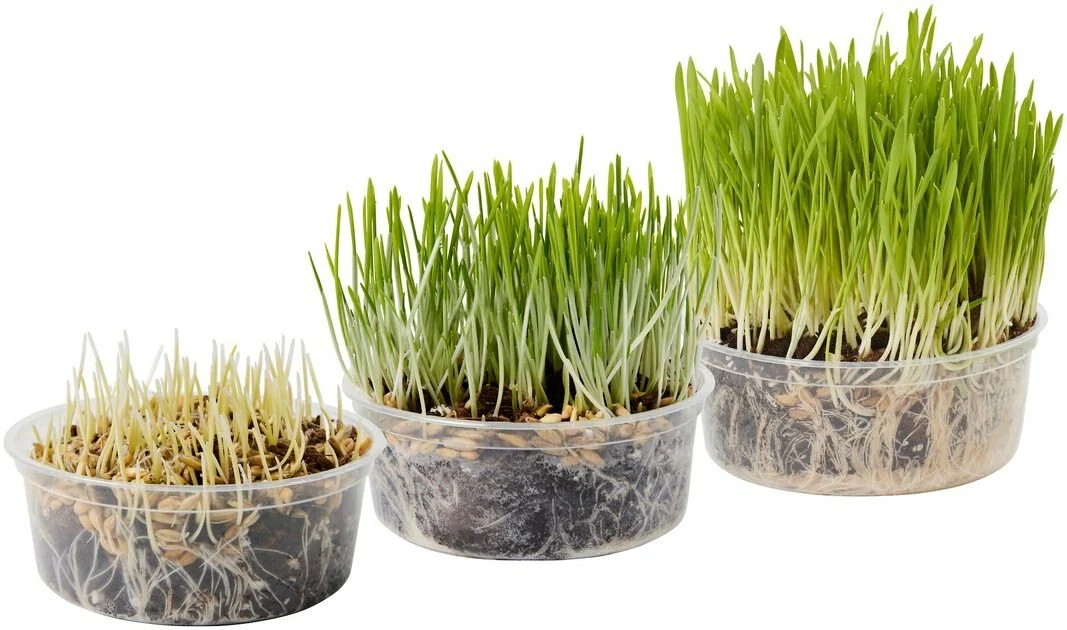 Frisco Natural Cat Grass Growing Kit 6 Frisco Natural Cat Grass Growing Kit - Image 4