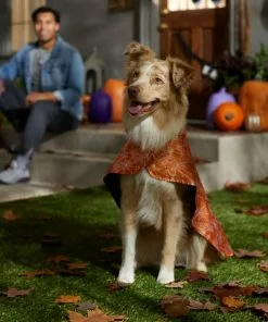 Frisco Spider Webbed Dog & Cat Costume Cape -The Frisco Store 334972 PT6. SY630 V1657729812