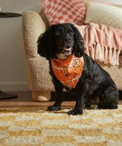 Frisco Orange Spiderweb Dog & Cat Costume Bandana -The Frisco Store 335045 PT6. SY630 V1657731485
