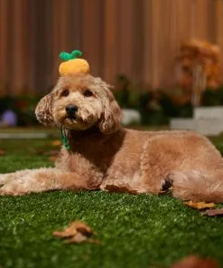 Frisco Pumpkin Headband Dog & Cat Costume Accessory 10 Frisco Pumpkin Headband Dog & Cat Costume Accessory -The Frisco Store 335090 PT6. SY630 V1657731261