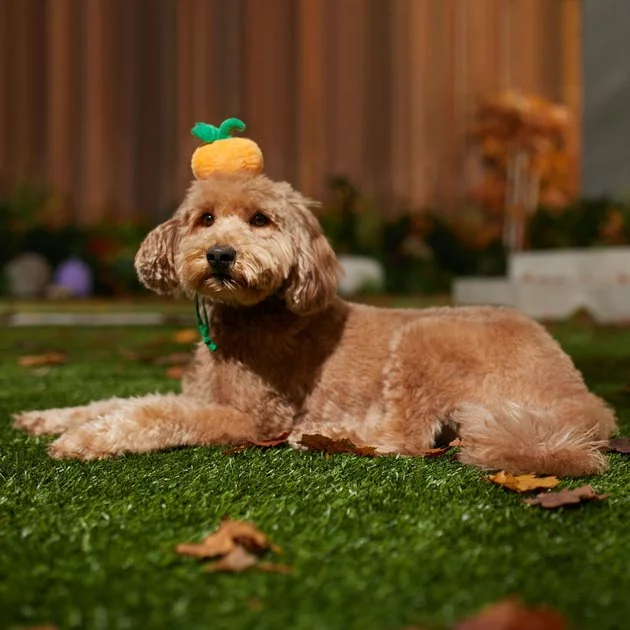 Frisco Pumpkin Headband Dog & Cat Costume Accessory 6 Frisco Pumpkin Headband Dog & Cat Costume Accessory - Image 4